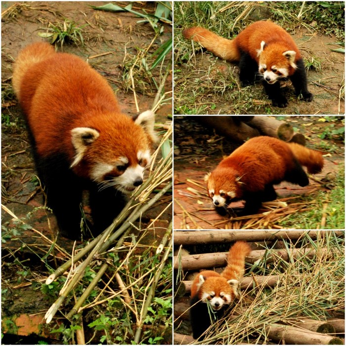Red Pandas