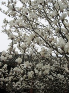 summer palace - magnolias Magnolias at the Summer Palace