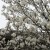 Magnolias at the Summer Palace