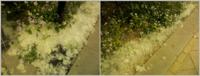Fluff seeds building up among the purple-flowering weeds that are everywhere this year.