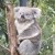 Koala in an animal park in Victoria.