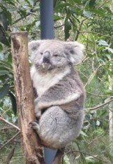 Koala in an animal park in Victoria.