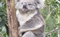 Koala in an animal park in Victoria.