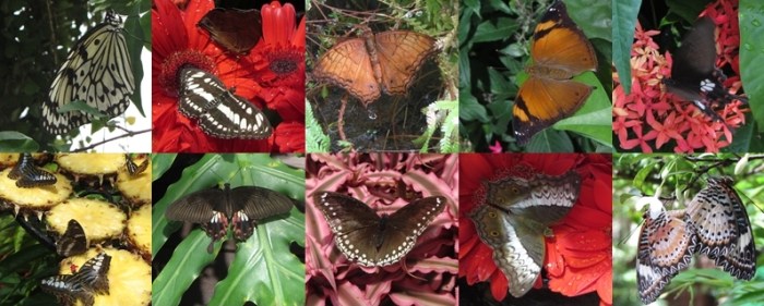 Butterflies at Singapore Airport