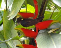 A bird sipping at a heliconia flower