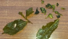 Oolong tea leaves, before and after steeping. (A semi-fermented tea.)