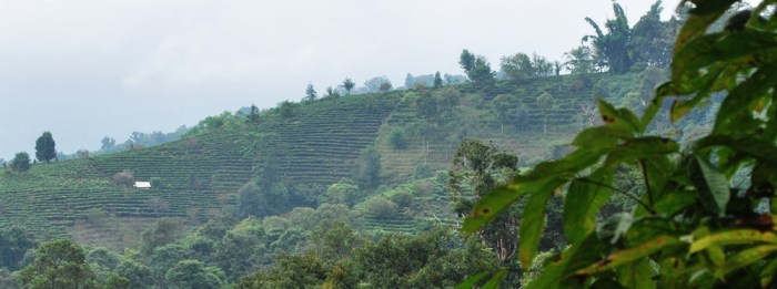 Terraced rows of tea plants growing in the mountains of southern Yunnan province.