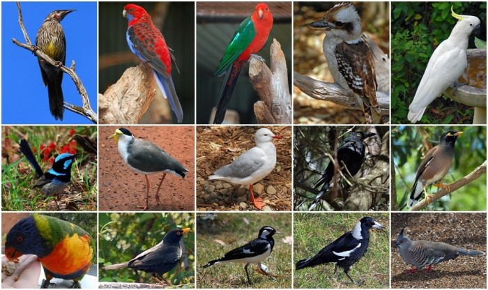 wattle bird, crimson rosella, king parrot, kookaburra, cockatoo blue wren, plover, seagull, currawong, myna bird rainbow lorrikeet, blackbird, peewee, magpie, crested pigeon