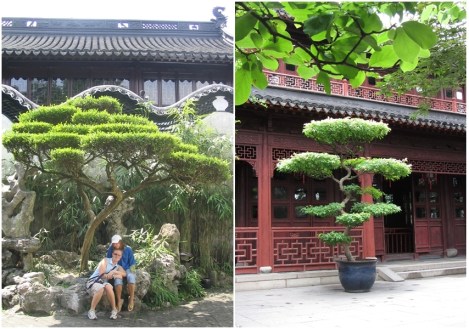 Left: my sisters shelter under a manicured tree in July 2004; right: a similarly shaped tree in June 2012.