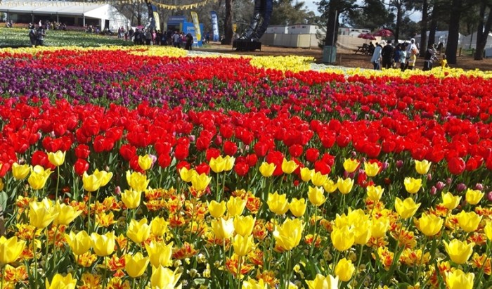 Oodles of tulips! Including the red-and-yellows I really liked at the very front. This garden bed was a design representing the eternal flame.