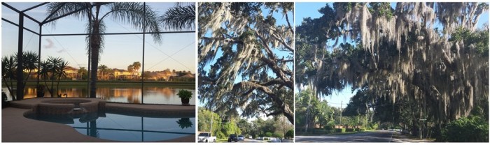View from my friends' back porch, and Spanish moss covered trees.