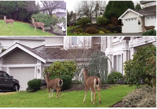 Deer in suburban Sammamish